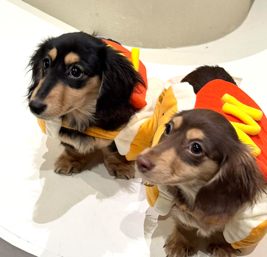Funny Hot Dog Costume for Small Dogs & Cats – Cute Cartoon Pet Outfit