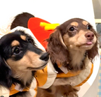 Funny Hot Dog Costume for Small Dogs & Cats – Cute Cartoon Pet Outfit