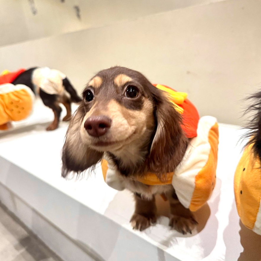 Funny Hot Dog Costume for Small Dogs & Cats – Cute Cartoon Pet Outfit