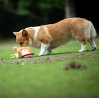 Durable Squeaky Tug Ring Dog Toy