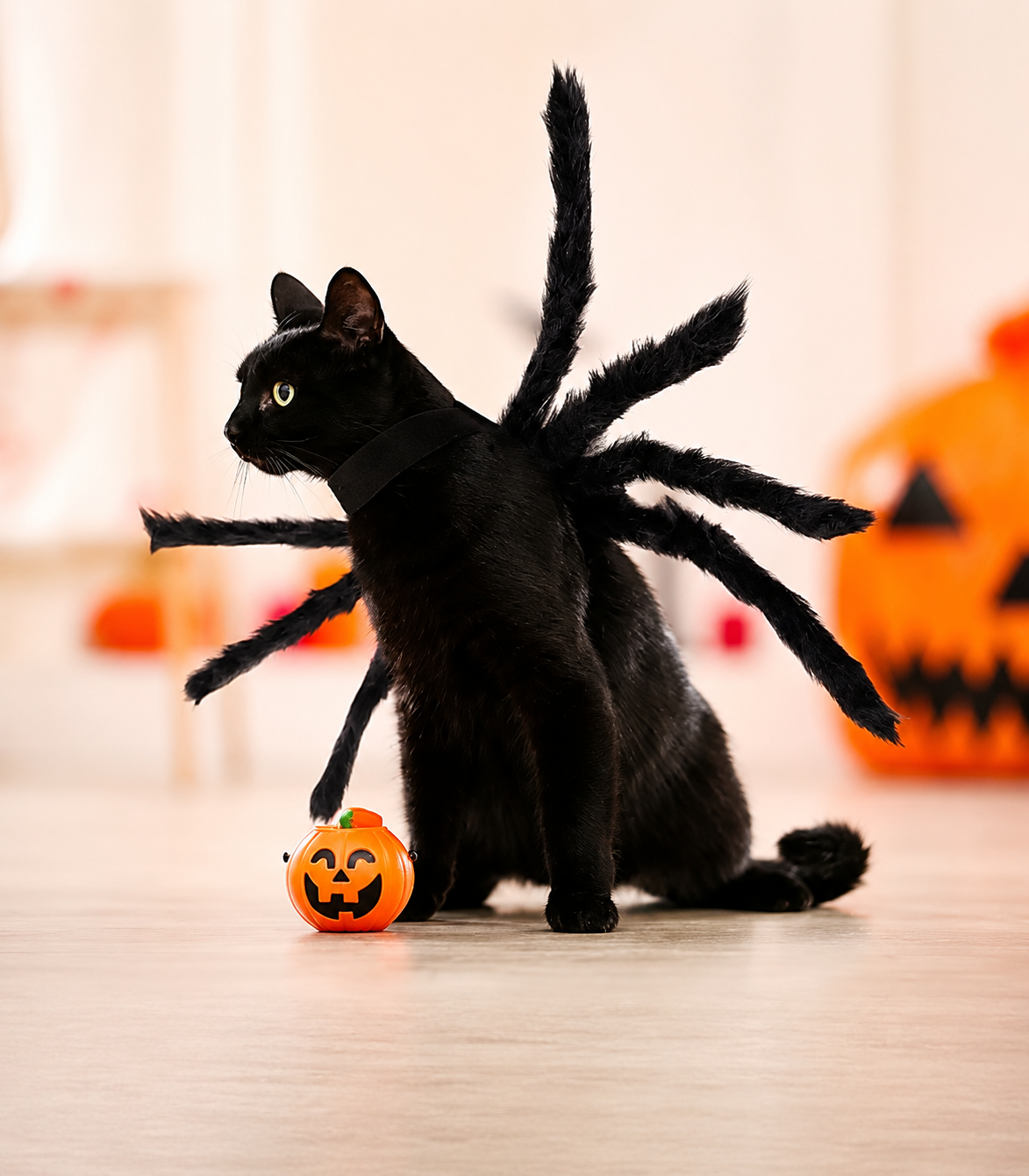 Pet Spider Halloween Costume – Plush Funny Outfit for Dogs & Cats