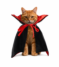 Bat Vampire Cape Costume for Cats & Small Dogs