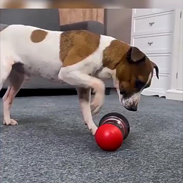 Adjustable Rolling Treat Dispenser Toy