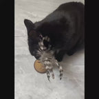 Interactive Catnip Feather Wobble Toy for Cats & Kittens